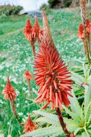View of beautiful aloe flower buds in Izu.の写真素材