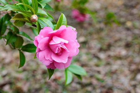 Beautiful pink camellia Debbie flower blooming in the garden.の写真素材