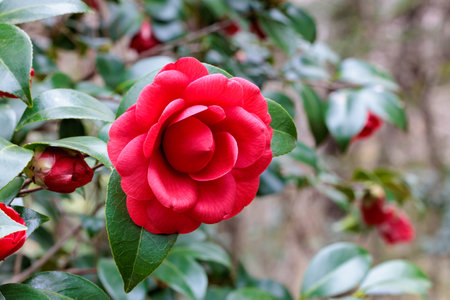 Beautiful red camellia flowers in the garden.の写真素材