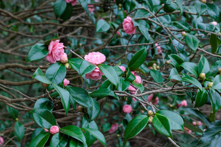 Beautiful pink camellia Hime flower blooming in the garden.の写真素材