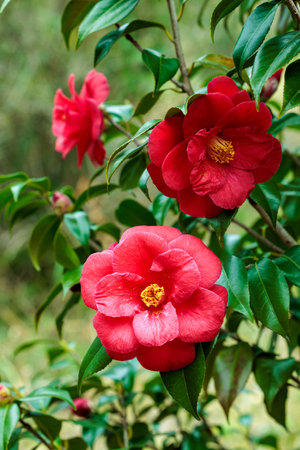 Beautiful red camellia Okinonami flower blooming in the garden.の写真素材