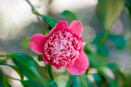 Beautiful pink camellia flowers in the garden.