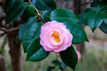 Beautiful pink camellia flowers in the garden.の写真素材
