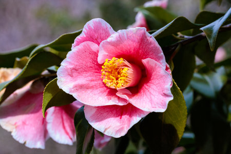 Beautiful pink camellia flowers in the garden.の写真素材