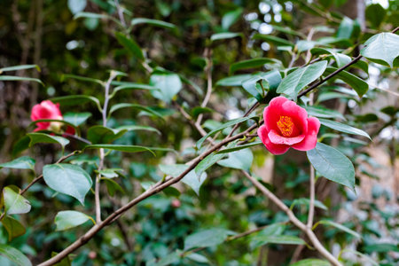 Beautiful red camellia flowers in the garden.の写真素材