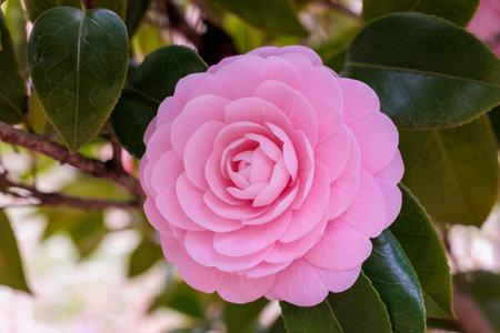 Neat and clean maiden camellia 'otometsubaki' flower in the garden.の写真素材