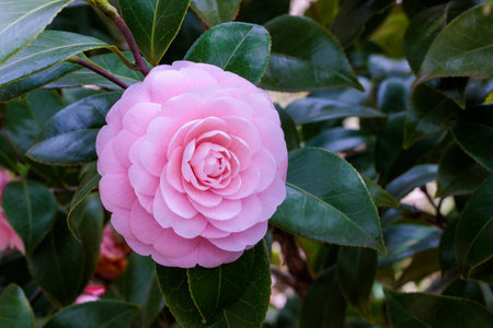 Neat and clean maiden camellia 'otometsubaki' flower in the garden.の写真素材