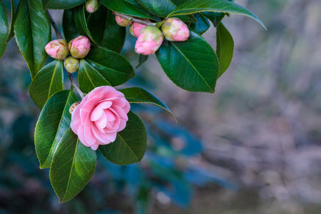 Beautiful pink camellia Hime flower blooming in the garden.の写真素材