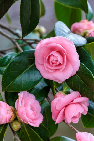 Beautiful pink camellia Hime flower blooming in the garden.の写真素材