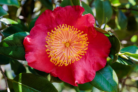 Beautiful red camellia Asahinominato flower blooming in the garden.