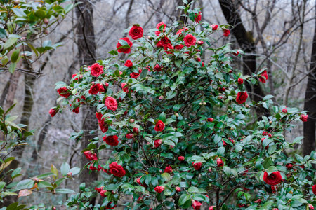 Beautiful red and rare camellia 'Himejishi' flowers in the garden.の写真素材