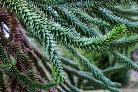 Monkey puzzle tree branch with many thorns.の写真素材