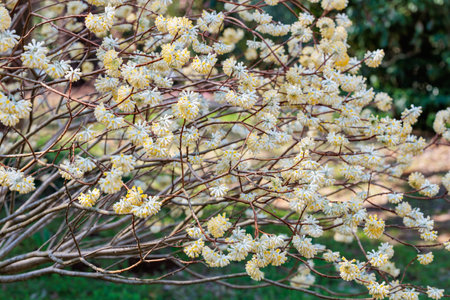Cute paperbush flowers blooming in the spring forest.の写真素材