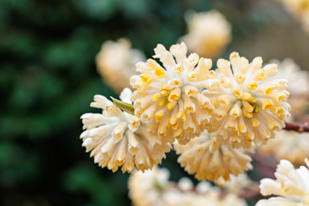Cute paperbush flowers blooming in the spring forest.の写真素材