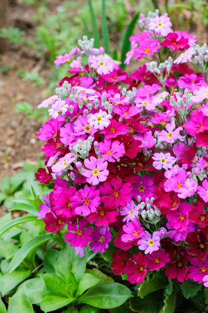 Pink primula sieboldii flowers blooming in the spring garden.の写真素材