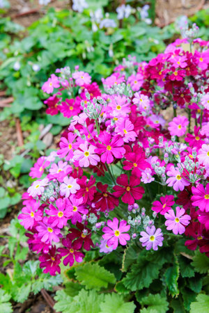 Pink primula sieboldii flowers blooming in the spring garden.の写真素材