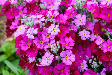 Pink primula sieboldii flowers blooming in the spring garden.の写真素材
