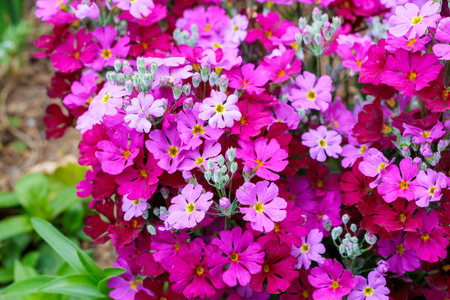 Pink primula sieboldii flowers blooming in the spring garden.の写真素材