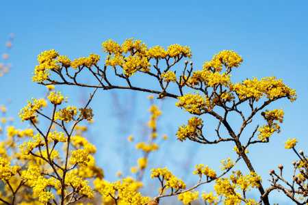 Yellow shan zhu yu flowers that bloom in early spring.の写真素材