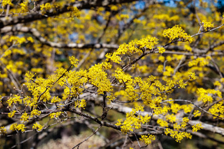 Yellow shan zhu yu flowers that bloom in early spring.の写真素材