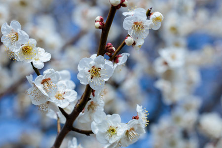 White Japanese apricot blossoms blooming in the forest in early spring.の写真素材