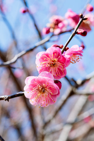 Beautiful pink plum blossoms in early spring.