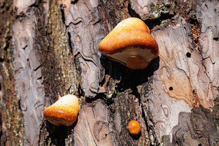 Hard growing mushroom on a pine trunk.の写真素材