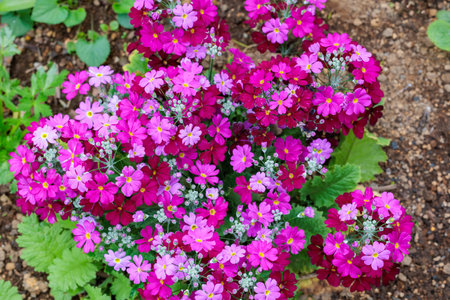Pink primula sieboldii flowers blooming in the spring garden.の写真素材