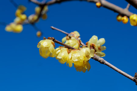 Wintersweet flowers blooming in early spring.の写真素材