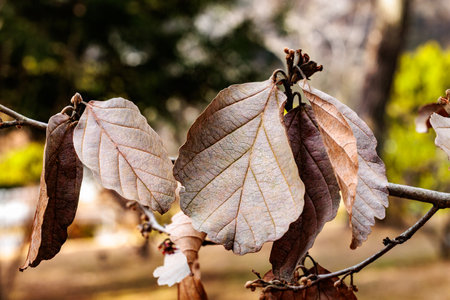 Scenery of dead witch hazel leaves in early spring.
