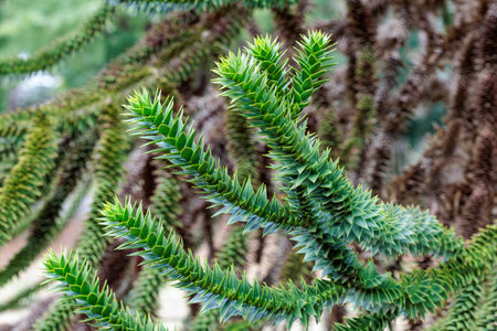 Monkey puzzle tree branch with many thorns.