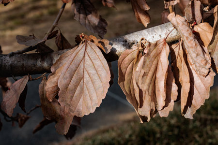 Scenery of witch hazel leaves in early spring.の写真素材