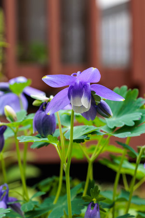 Beautiful blue columbine flowers blooming in the garden.の写真素材