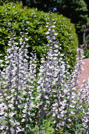 Beautiful Baptisia Alba flowers blooming in the garden.の写真素材