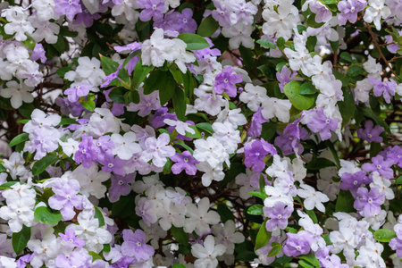Close-up of very fragrant jasmine flowers.