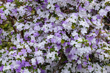 Close-up of very fragrant American jasmine flowers.の写真素材