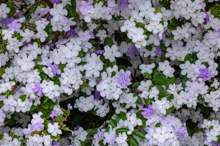 Close-up of very fragrant jasmine flowers.の写真素材