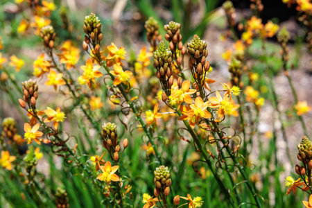 Beautiful blooming flowers of Bulbine frutescens in the garden.の写真素材