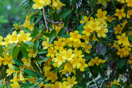 Carolina jasmine blooms in many yellow flowers in the garden.の写真素材
