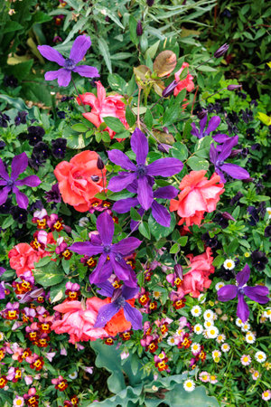 Red roses and purple clematis flowers blooming in early summer.の写真素材