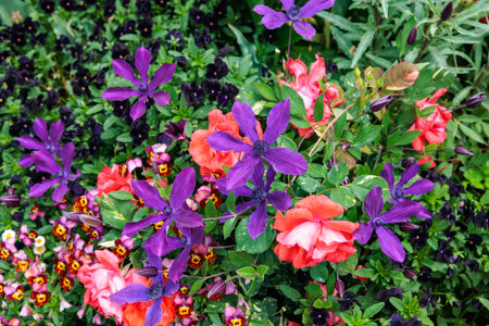 Red roses and purple clematis flowers blooming in early summer.