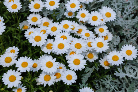 Beautiful blooming daisies flowers in a spring garden.