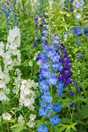 Refreshing light blue delphinium flower that blooms in early summer.の写真素材