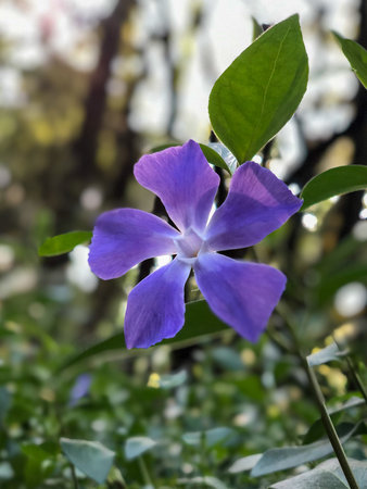 Purple Periwinkle, Vinca minor flower in gardenの写真素材