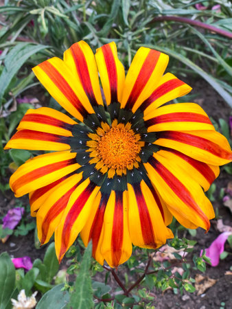 Colorful gazania flower in the garden. Close up.の写真素材