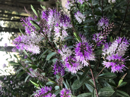Purple flowers in the garden. Select focus. Nature.の写真素材