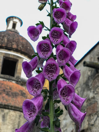 Purple foxglove flower in front of an old church.の写真素材