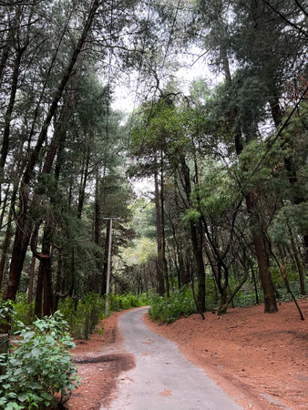 Dirt road in the forest with pines and conifersの写真素材
