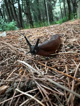 Snail in the forest. The snail crawls on the ground.の写真素材
