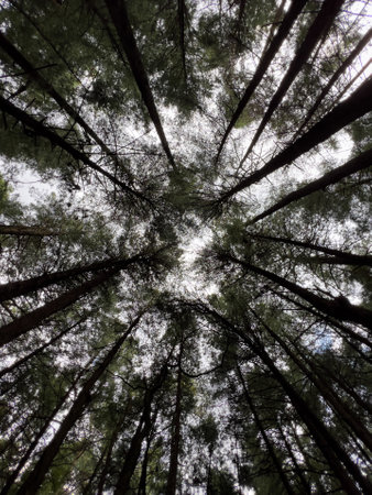 Pine trees in the forest, view from below into the skyの写真素材